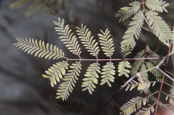  Acaciella angustissima